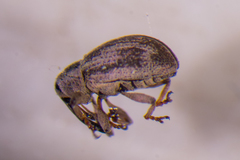 Anthonomus quesnelensis