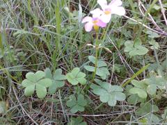 Oxalis caprina