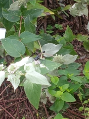 Eremnophila aureonotata