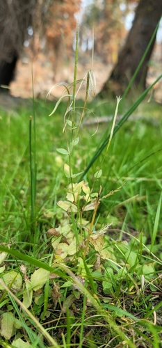 Image of Epilobium howellii by (c) Chris Winchell, some rights reserved (CC BY)