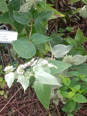 Eremnophila aureonotata