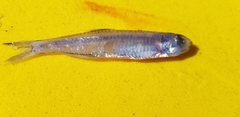 Anchoa delicatissima
