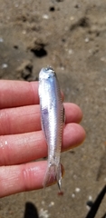 Anchoa delicatissima