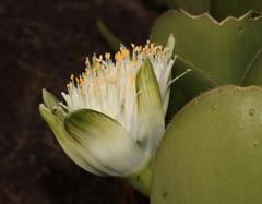 Haemanthus albiflos