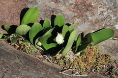 Haemanthus albiflos