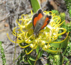 Capys alphaeus alphaeus