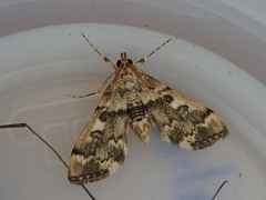 Nacoleia rhoeoalis