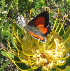 Capys alphaeus alphaeus