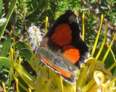 Capys alphaeus alphaeus