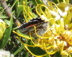 Capys alphaeus alphaeus