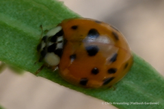 Harmonia axyridis