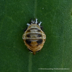 Harmonia axyridis