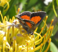 Capys alphaeus alphaeus