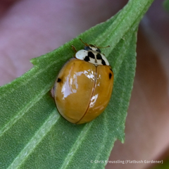Harmonia axyridis