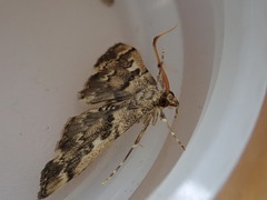 Nacoleia rhoeoalis