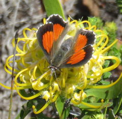 Capys alphaeus alphaeus