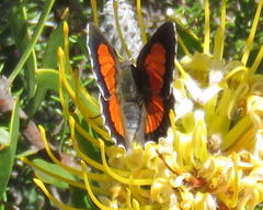 Capys alphaeus alphaeus