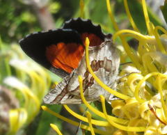 Capys alphaeus alphaeus