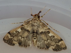 Nacoleia rhoeoalis
