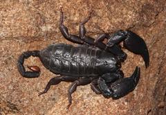 Opisthacanthus validus