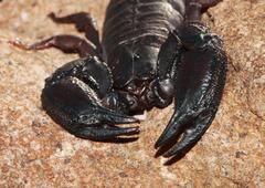 Opisthacanthus validus