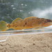 Tippecanoe Darter - Photo (c) Daniel Folds, some rights reserved (CC BY-NC), uploaded by Daniel Folds