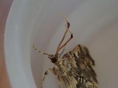 Nacoleia rhoeoalis