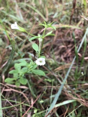 Mecardonia acuminata acuminata