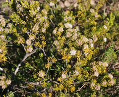 Agathosma gonaquensis