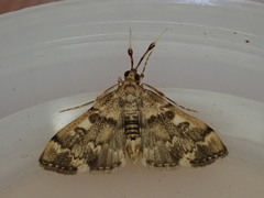 Nacoleia rhoeoalis