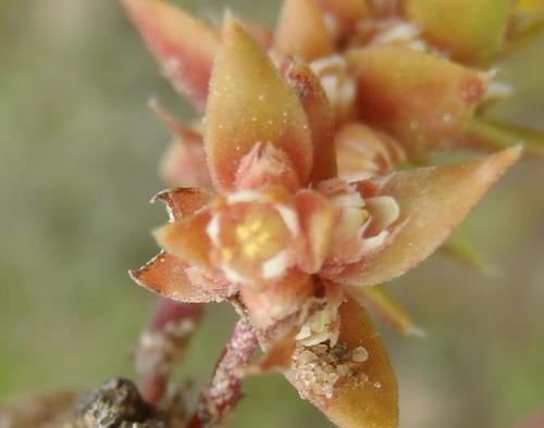 Crassula bergioides