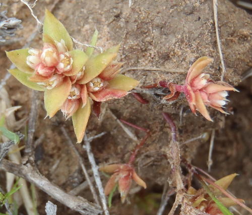 Crassula bergioides