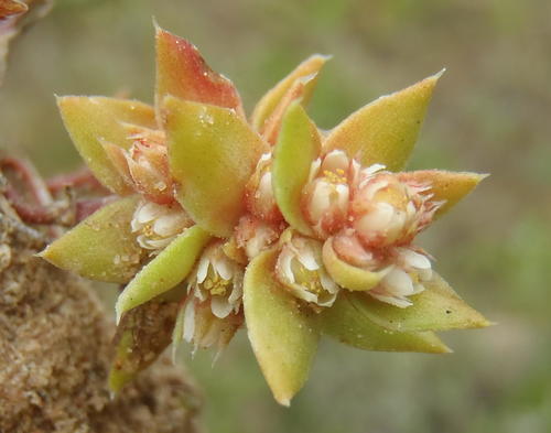Crassula bergioides