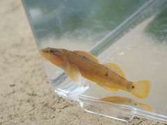 Etheostoma tippecanoe