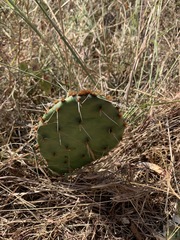 Opuntia cymochila