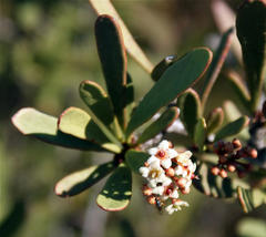 Gymnosporia elliptica