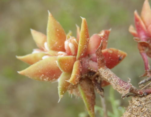 Crassula bergioides
