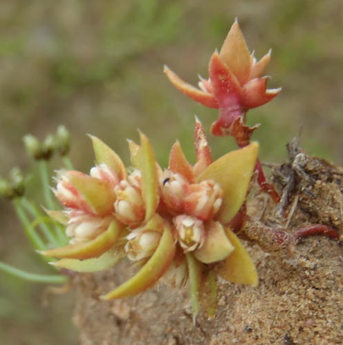 Crassula bergioides