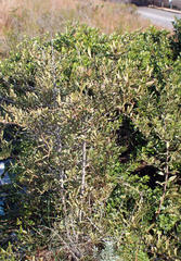 Gymnosporia elliptica