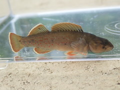 Etheostoma camurum