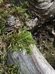 Sciuro-hypnum starkei