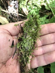 Sciuro-hypnum starkei