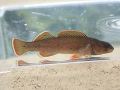 Etheostoma camurum