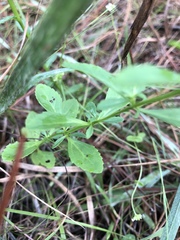Mecardonia acuminata acuminata