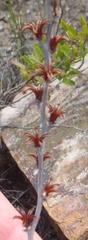 Adromischus cristatus cristatus