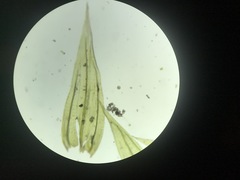 Sciuro-hypnum starkei