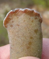 Adromischus cristatus cristatus