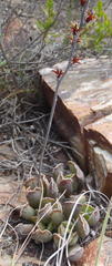 Adromischus cristatus cristatus