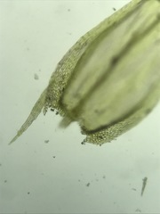 Sciuro-hypnum starkei