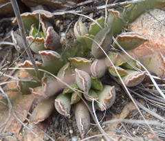 Adromischus cristatus cristatus